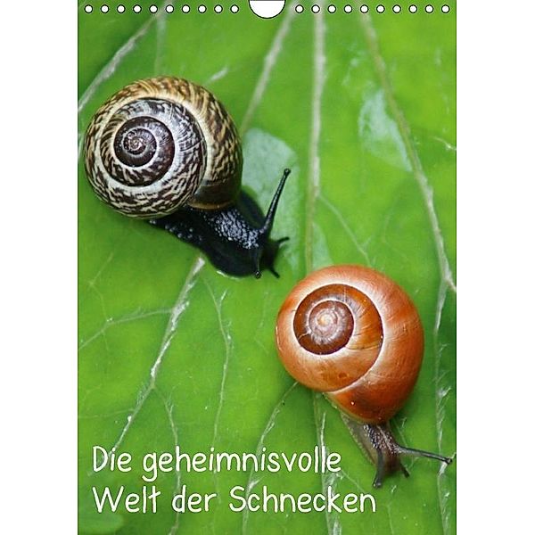 Die geheimnisvolle Welt der Schnecken (Wandkalender 2017 DIN A4 hoch), Kattobello, k.A. kattobello