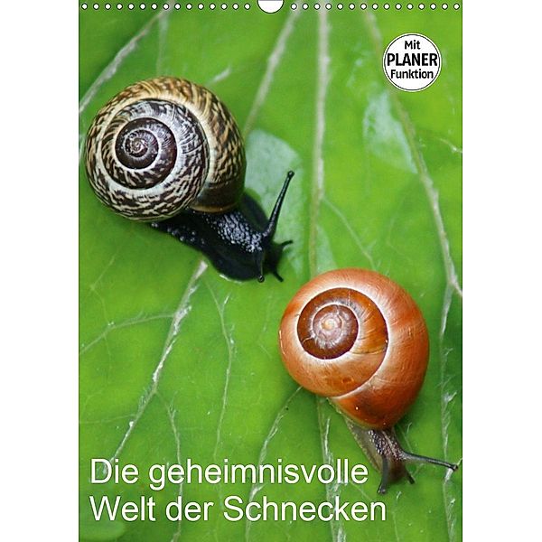 Die geheimnisvolle Welt der Schnecken (Wandkalender 2020 DIN A3 hoch)