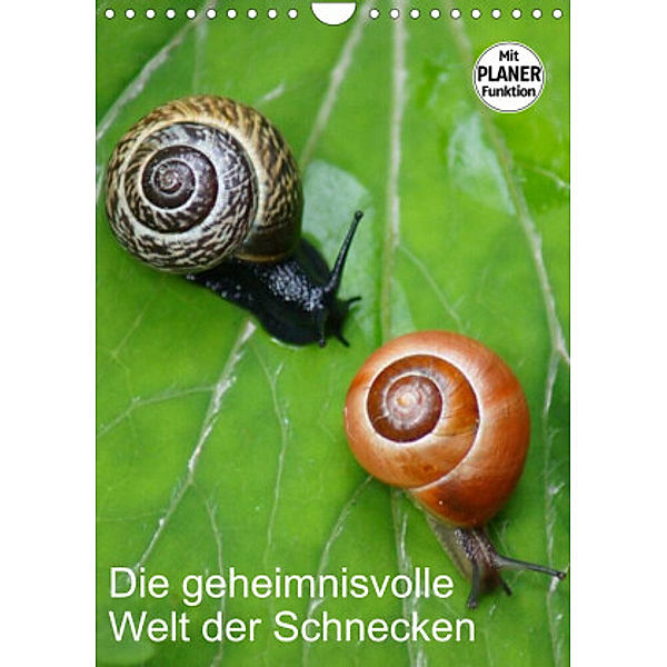 Die geheimnisvolle Welt der Schnecken (Wandkalender 2022 DIN A4 hoch), Kattobello