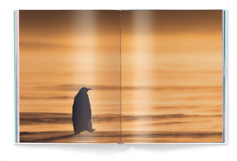 Kaiserpinguine: Fotograf Stefan Christmann begleitete ein Pinguin-Pärchen