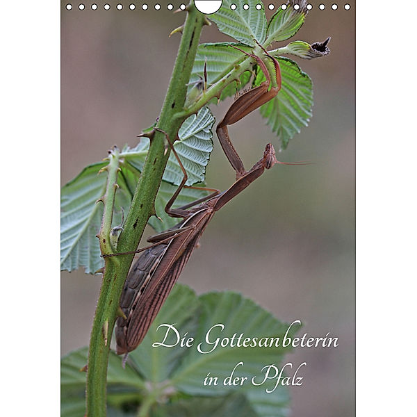 Die Gottesanbeterin in der Pfalz (Wandkalender 2019 DIN A4 hoch), juehust