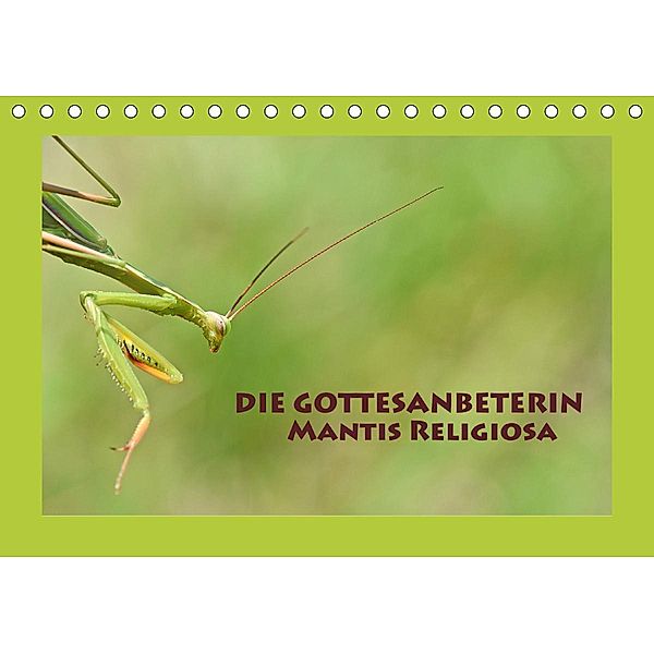 Die Gottesanbeterin Mantis Religiosa (Tischkalender 2021 DIN A5 quer), Gugigei