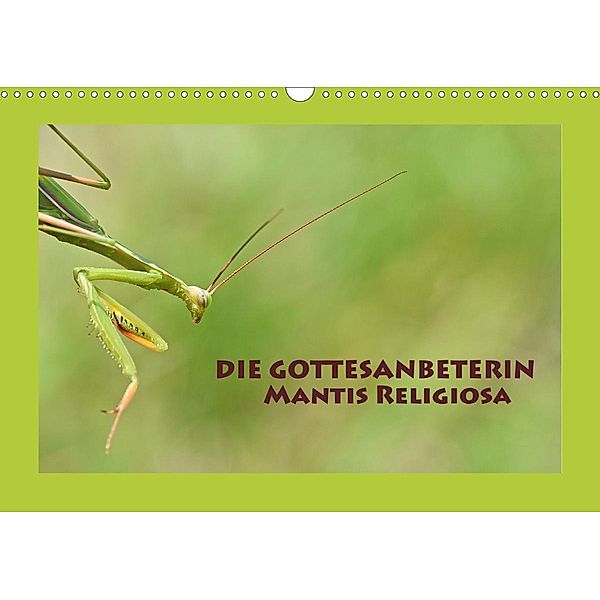 Die Gottesanbeterin Mantis Religiosa (Wandkalender 2021 DIN A3 quer), Gugigei