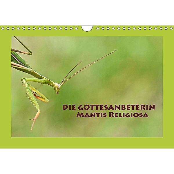 Die Gottesanbeterin Mantis Religiosa (Wandkalender 2021 DIN A4 quer), Gugigei