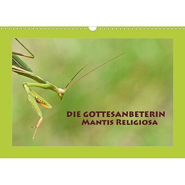 Die Gottesanbeterin Mantis Religiosa (Wandkalender 2022 DIN A3 quer), GUGIGEI