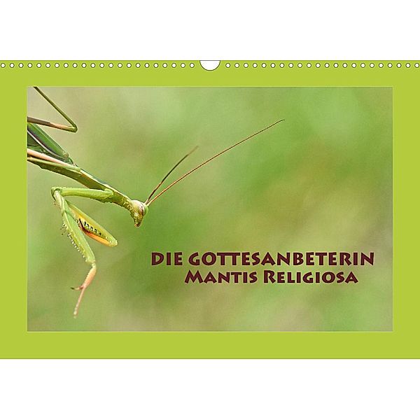 Die Gottesanbeterin Mantis Religiosa (Wandkalender 2023 DIN A3 quer), Gugigei