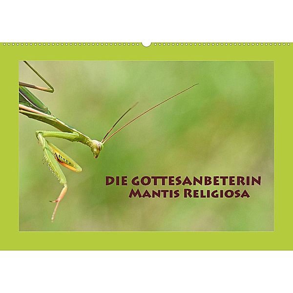 Die Gottesanbeterin Mantis Religiosa (Wandkalender 2023 DIN A2 quer), Gugigei