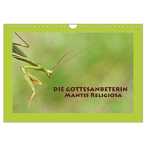 Die Gottesanbeterin Mantis Religiosa (Wandkalender 2024 DIN A4 quer), CALVENDO Monatskalender, Gugigei