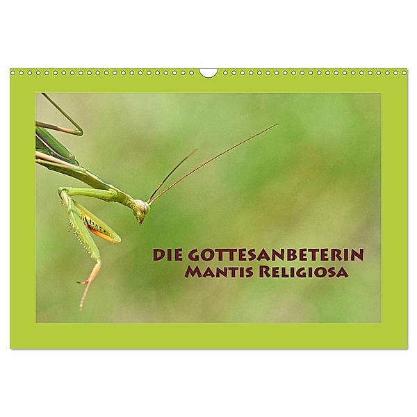 Die Gottesanbeterin Mantis Religiosa (Wandkalender 2024 DIN A3 quer), CALVENDO Monatskalender, Gugigei
