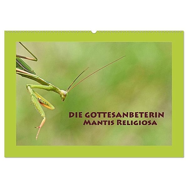 Die Gottesanbeterin Mantis Religiosa (Wandkalender 2024 DIN A2 quer), CALVENDO Monatskalender, Gugigei