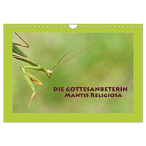 Die Gottesanbeterin Mantis Religiosa (Wandkalender 2025 DIN A4 quer), CALVENDO Monatskalender, Calvendo, Gugigei