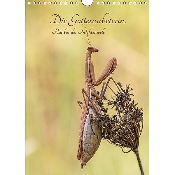 Die Gottesanbeterin. Räuber der Insektenwelt. (Wandkalender 2018 DIN A4 hoch), k. A. juehust