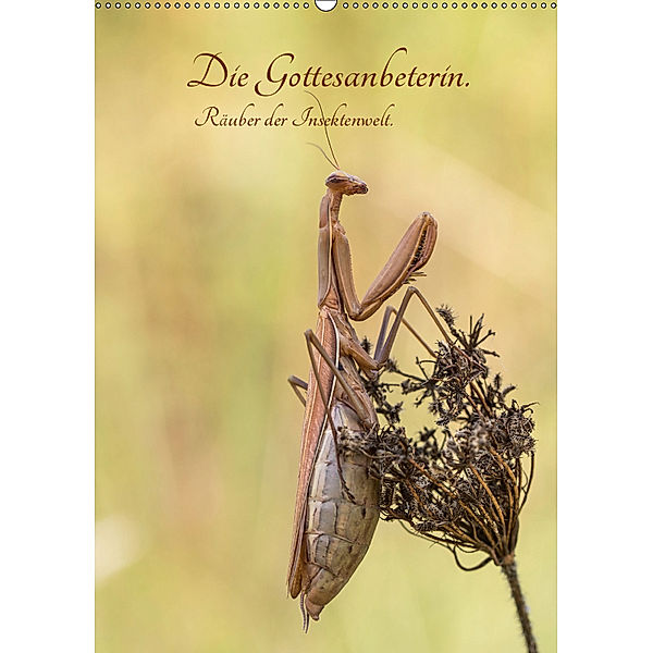 Die Gottesanbeterin. Räuber der Insektenwelt. (Wandkalender 2019 DIN A2 hoch), juehust