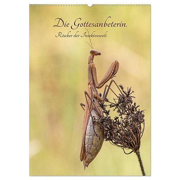 Die Gottesanbeterin. Räuber der Insektenwelt. (Wandkalender 2024 DIN A2 hoch), CALVENDO Monatskalender, Juehust