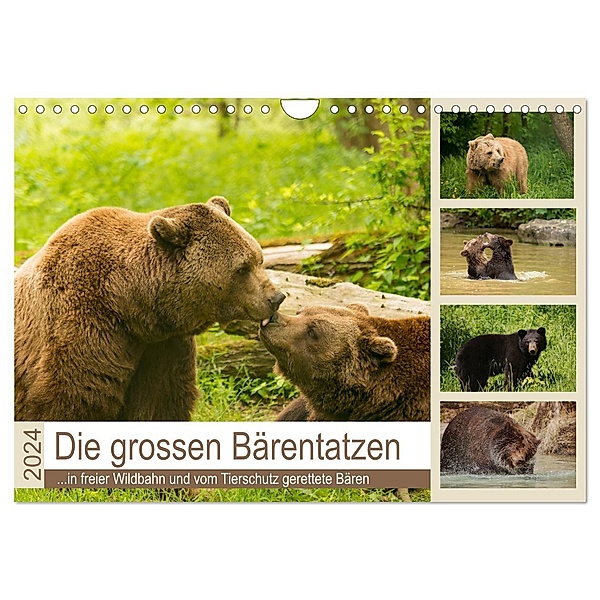 Die grossen Bärentatzen (Wandkalender 2024 DIN A4 quer), CALVENDO Monatskalender, Photo4emotion.com