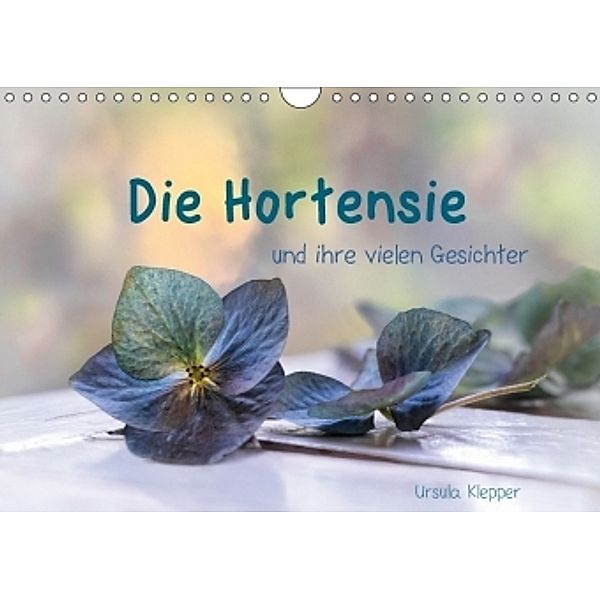 Die Hortensie und ihre vielen Gesichter (Wandkalender 2017 DIN A4 quer), Ursula Klepper