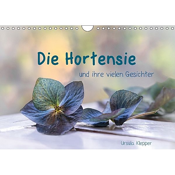 Die Hortensie und ihre vielen Gesichter (Wandkalender 2018 DIN A4 quer) Dieser erfolgreiche Kalender wurde dieses Jahr m, Ursula Klepper