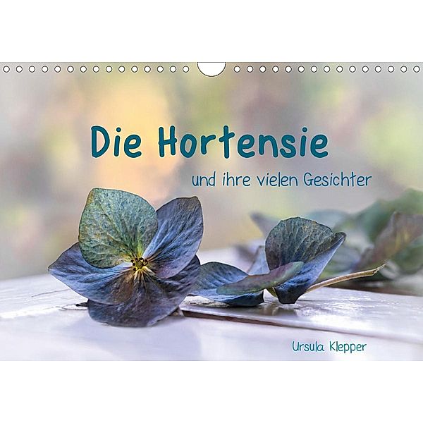 Die Hortensie und ihre vielen Gesichter (Wandkalender 2021 DIN A4 quer), Ursula Klepper
