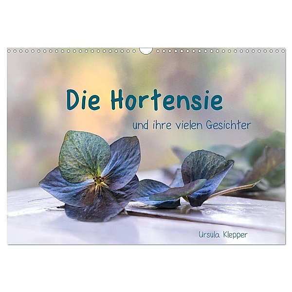 Die Hortensie und ihre vielen Gesichter (Wandkalender 2024 DIN A3 quer), CALVENDO Monatskalender, Ursula Klepper
