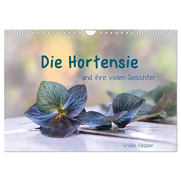 Die Hortensie und ihre vielen Gesichter (Wandkalender 2024 DIN A4 quer), CALVENDO Monatskalender, Ursula Klepper