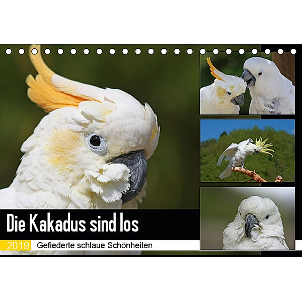 Die Kakadus sind los (Tischkalender 2019 DIN A5 quer), Antje Lindert-Rottke