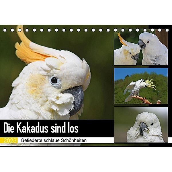 Die Kakadus sind los (Tischkalender 2023 DIN A5 quer), Antje Lindert-Rottke