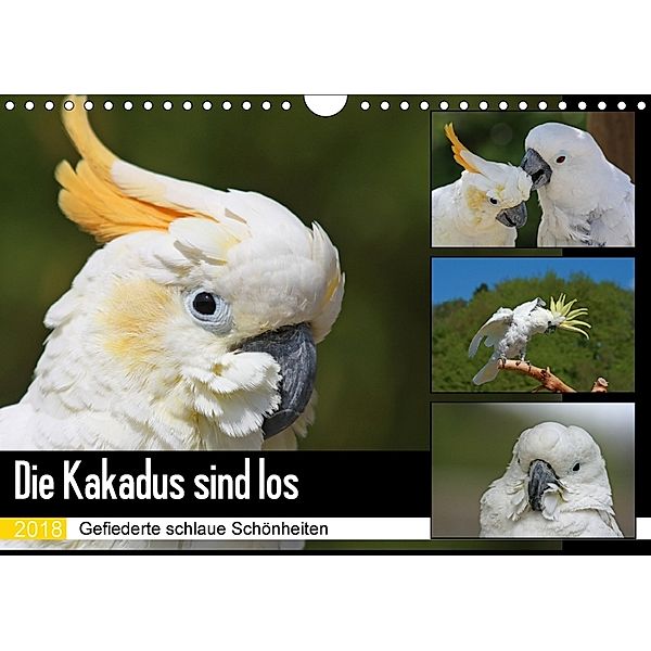 Die Kakadus sind los (Wandkalender 2018 DIN A4 quer) Dieser erfolgreiche Kalender wurde dieses Jahr mit gleichen Bildern, Antje Lindert-Rottke