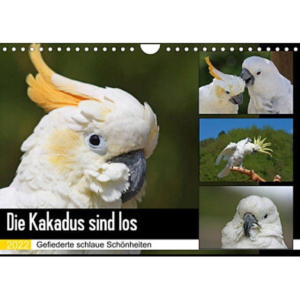 Die Kakadus sind los (Wandkalender 2022 DIN A4 quer), Antje Lindert-Rottke