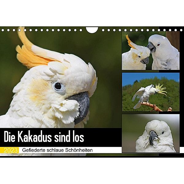 Die Kakadus sind los (Wandkalender 2023 DIN A4 quer), Antje Lindert-Rottke