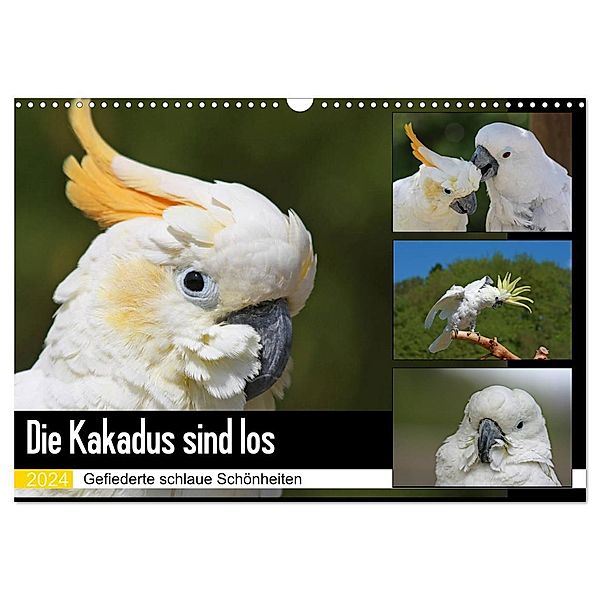 Die Kakadus sind los (Wandkalender 2024 DIN A3 quer), CALVENDO Monatskalender, Antje Lindert-Rottke