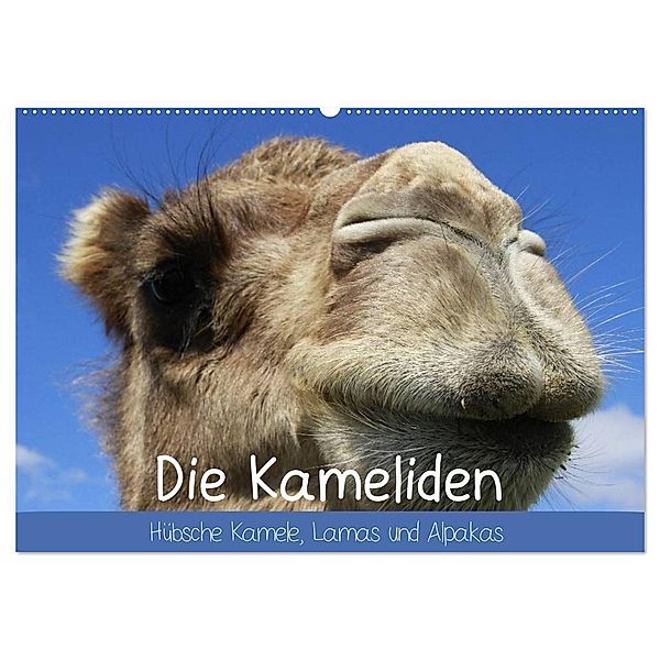 Die Kameliden. Hübsche Kamele, Lamas und Alpakas (Wandkalender 2024 DIN A2 quer), CALVENDO Monatskalender, Elisabeth Stanzer