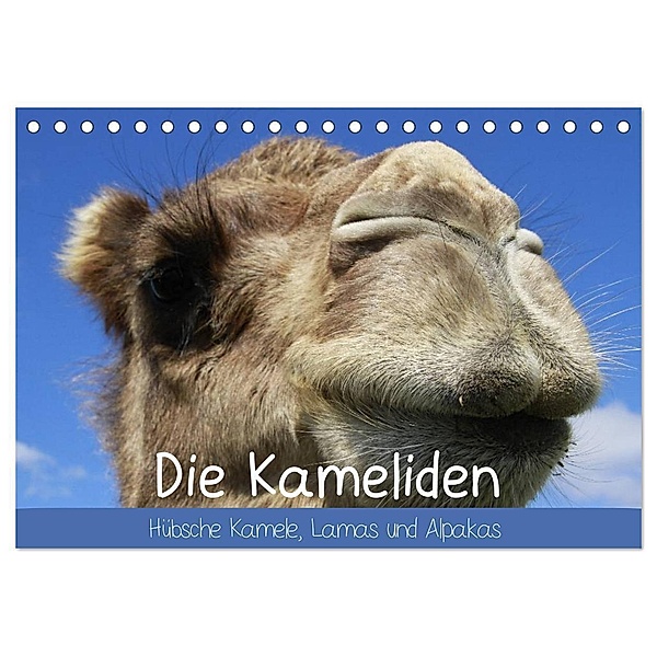 Die Kameliden. Hübsche Kamele, Lamas und Alpakas (Tischkalender 2024 DIN A5 quer), CALVENDO Monatskalender, Elisabeth Stanzer