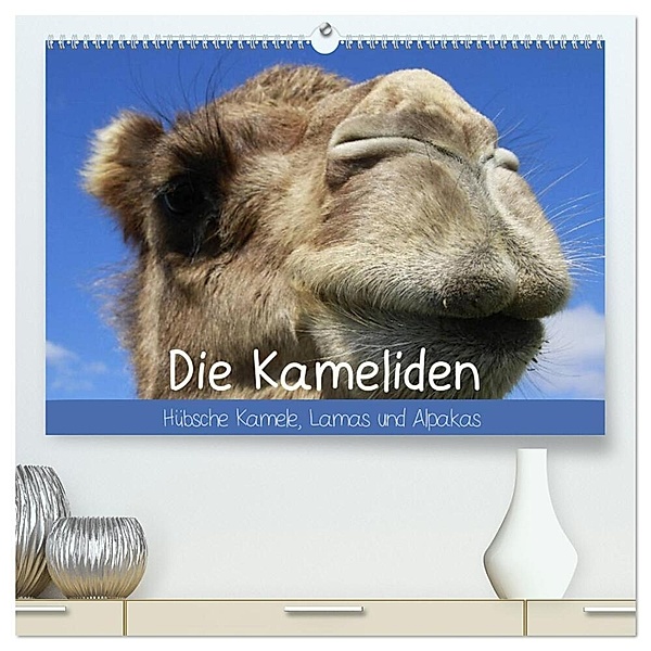 Die Kameliden. Hübsche Kamele, Lamas und Alpakas (hochwertiger Premium Wandkalender 2024 DIN A2 quer), Kunstdruck in Hochglanz, Elisabeth Stanzer