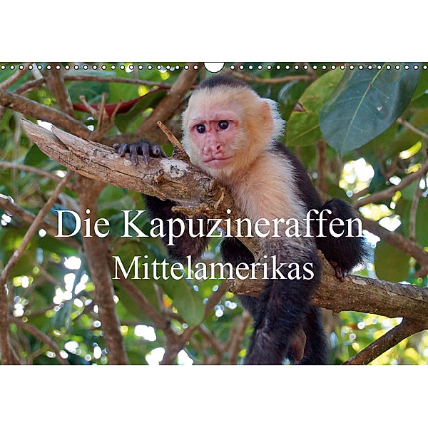 Die Kapuzineraffen Mittelamerikas (Wandkalender 2019 DIN A3 quer), M. Polok