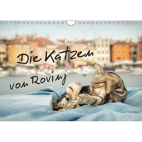 Die Katzen von Rovinj (Wandkalender 2018 DIN A4 quer), Viktor Gross