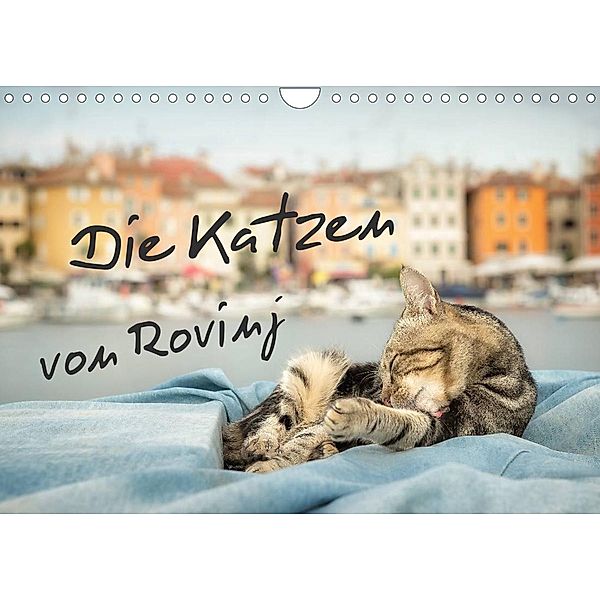 Die Katzen von Rovinj (Wandkalender 2023 DIN A4 quer), Viktor Gross