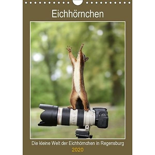 Die kleine Welt der Eichhörnchen in Regensburg (Wandkalender 2020 DIN A4 hoch), Birgit Cerny