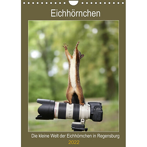 Die kleine Welt der Eichhörnchen in Regensburg (Wandkalender 2022 DIN A4 hoch), Birgit Cerny