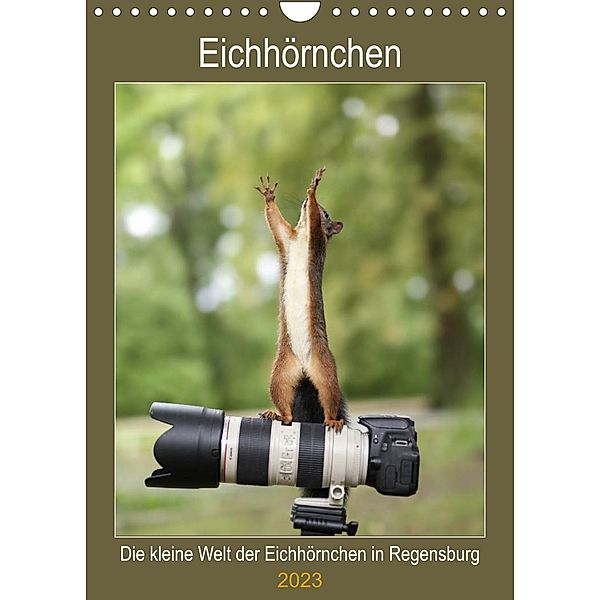 Die kleine Welt der Eichhörnchen in Regensburg (Wandkalender 2023 DIN A4 hoch), Birgit Cerny