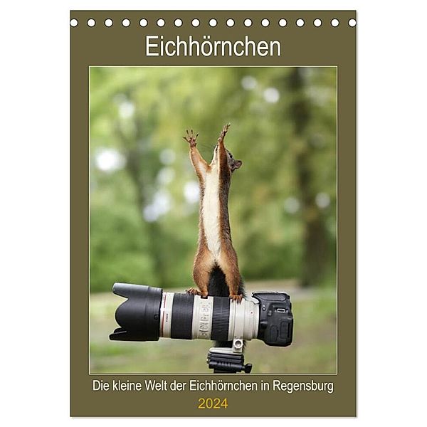 Die kleine Welt der Eichhörnchen in Regensburg (Tischkalender 2024 DIN A5 hoch), CALVENDO Monatskalender, Birgit Cerny