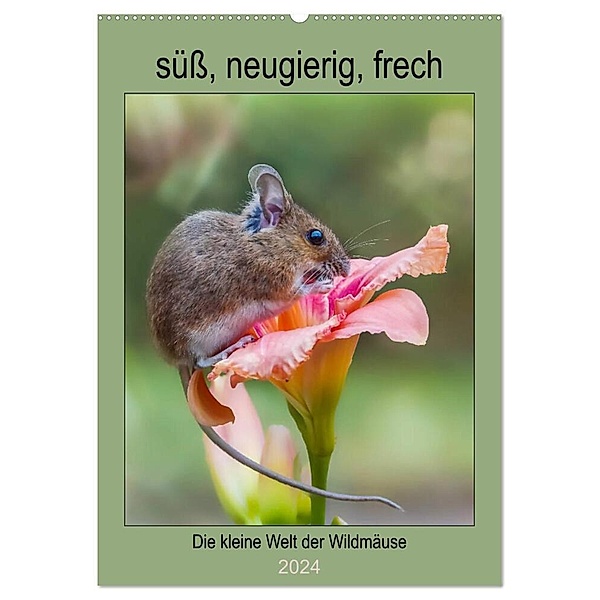 Die kleine Welt der Wildmäuse (Wandkalender 2024 DIN A2 hoch), CALVENDO Monatskalender, Birgit Cerny