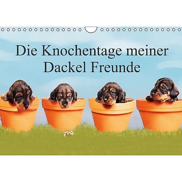Die Knochentage meiner Dackel Freunde / Geburtstagskalender (Wandkalender immerwährend DIN A4 quer), Monika Leirich