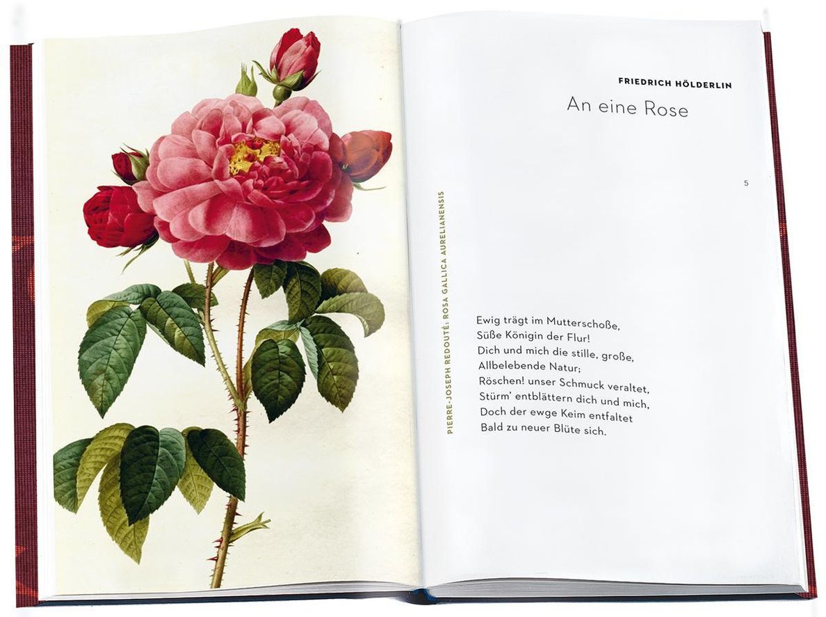 Die Königin der Blumen Buch jetzt online bei Weltbild.at bestellen