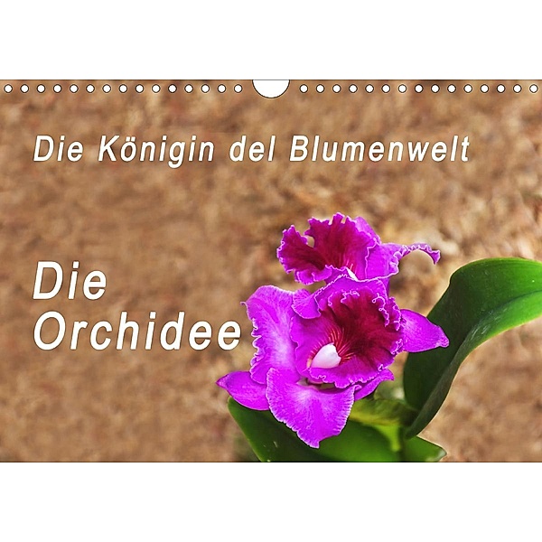 Die Königin der Blumenwelt, die Orchidee (Wandkalender 2021 DIN A4 quer), Peter Rosenthal