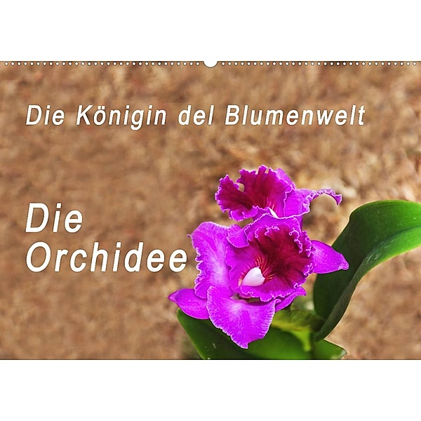 Die Königin der Blumenwelt, die Orchidee (Wandkalender 2023 DIN A2 quer), Peter Rosenthal