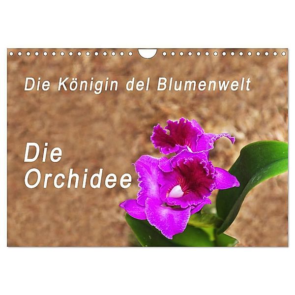 Die Königin der Blumenwelt, die Orchidee (Wandkalender 2024 DIN A4 quer), CALVENDO Monatskalender, Peter Rosenthal