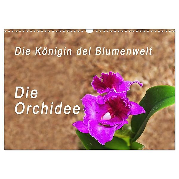 Die Königin der Blumenwelt, die Orchidee (Wandkalender 2024 DIN A3 quer), CALVENDO Monatskalender, Peter Rosenthal