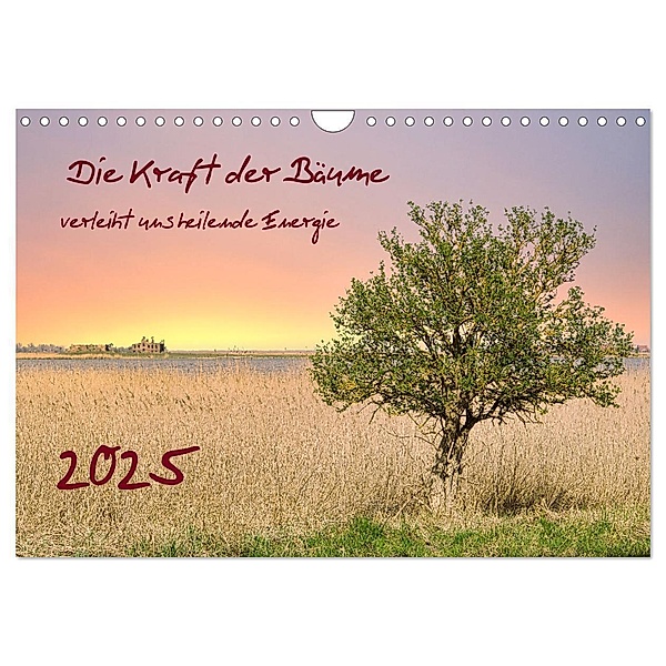 Die Kraft der Bäume (Wandkalender 2025 DIN A4 quer), CALVENDO Monatskalender, Calvendo, Solveig Rogalski