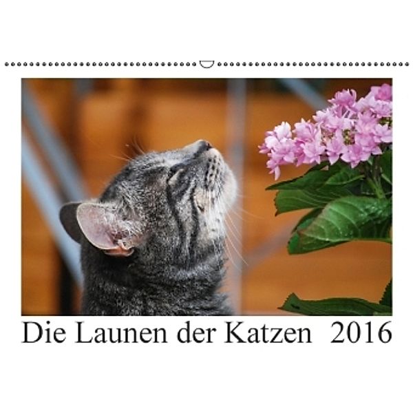 Die Launen der Katzen 2016 (Wandkalender 2016 DIN A2 quer), Anna Kropf