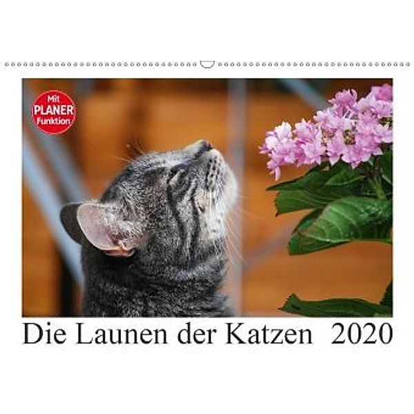 Die Launen der Katzen 2020 (Wandkalender 2020 DIN A2 quer), Anna Kropf